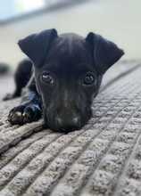 RUTH, Hund, Mischlingshund in Passau - Bild 1