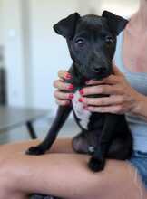 RUTH, Hund, Mischlingshund in Passau - Bild 2