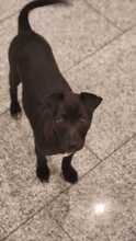 RUTH, Hund, Mischlingshund in Passau - Bild 4