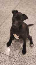 RUTH, Hund, Mischlingshund in Passau - Bild 5