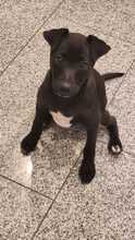 RUTH, Hund, Mischlingshund in Passau - Bild 6