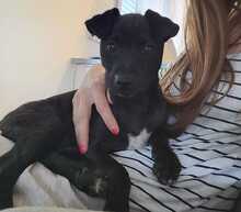 RUTH, Hund, Mischlingshund in Passau - Bild 7