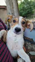 ALBINA, Hund, Mischlingshund in Bulgarien - Bild 1