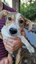 ALBINA, Hund, Mischlingshund in Bulgarien - Bild 2