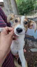 ALBINA, Hund, Mischlingshund in Bulgarien - Bild 3