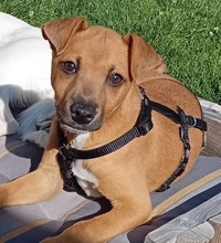 ONIX, Hund, Mischlingshund in Merseburg - Bild 1
