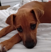 ONIX, Hund, Mischlingshund in Merseburg - Bild 2