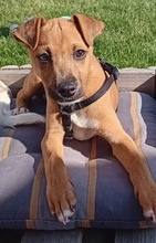 ONIX, Hund, Mischlingshund in Merseburg - Bild 3