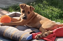 ONIX, Hund, Mischlingshund in Merseburg - Bild 4
