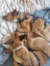BATATA, Hund, Mischlingshund in Sankt Peter-Ording - Bild 3