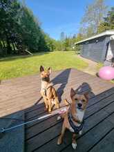 BATATA, Hund, Mischlingshund in Sankt Peter-Ording - Bild 4