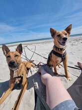BATATA, Hund, Mischlingshund in Sankt Peter-Ording - Bild 5