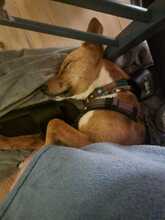 BATATA, Hund, Mischlingshund in Sankt Peter-Ording - Bild 7