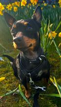 NATASCHA, Hund, Mischlingshund in Dorf Mecklenburg - Bild 1