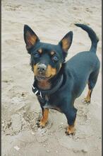 NATASCHA, Hund, Mischlingshund in Dorf Mecklenburg - Bild 2