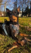 NATASCHA, Hund, Mischlingshund in Dorf Mecklenburg - Bild 4