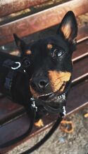 NATASCHA, Hund, Mischlingshund in Dorf Mecklenburg - Bild 5