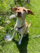AKIRA, Hund, Podenco in Geesthacht - Bild 1