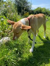 AKIRA, Hund, Podenco in Geesthacht - Bild 2