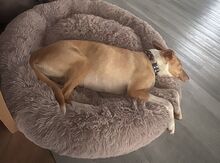 AKIRA, Hund, Podenco in Geesthacht - Bild 3