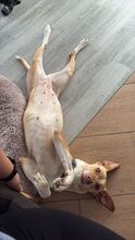 AKIRA, Hund, Podenco in Geesthacht - Bild 4
