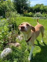 AKIRA, Hund, Podenco in Geesthacht - Bild 5
