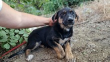GALA, Hund, Mischlingshund in Bulgarien - Bild 1
