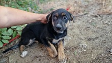 GALA, Hund, Mischlingshund in Bulgarien - Bild 2