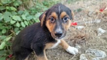 GANDALF, Hund, Mischlingshund in Bulgarien - Bild 1