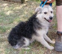 CEZAR, Hund, Mischlingshund in Slowakische Republik - Bild 4