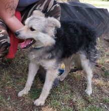 CEZAR, Hund, Mischlingshund in Slowakische Republik - Bild 7