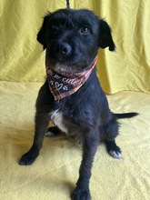 LIBI, Hund, Mischlingshund in Neustadt - Bild 1