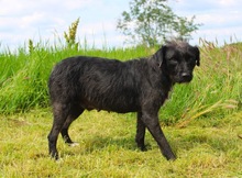 LIBI, Hund, Mischlingshund in Neustadt - Bild 10