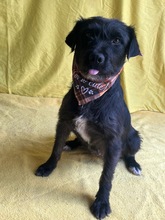 LIBI, Hund, Mischlingshund in Neustadt - Bild 11