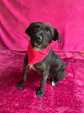 LIBI, Hund, Mischlingshund in Neustadt - Bild 12