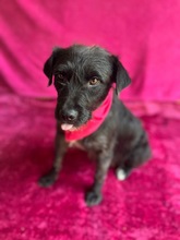 LIBI, Hund, Mischlingshund in Neustadt - Bild 13