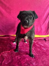 LIBI, Hund, Mischlingshund in Neustadt - Bild 14