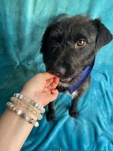 LIBI, Hund, Mischlingshund in Neustadt - Bild 15