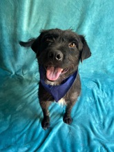 LIBI, Hund, Mischlingshund in Neustadt - Bild 16