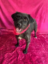 LIBI, Hund, Mischlingshund in Neustadt - Bild 17