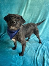 LIBI, Hund, Mischlingshund in Neustadt - Bild 18