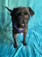 LIBI, Hund, Mischlingshund in Neustadt - Bild 19