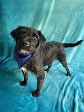 LIBI, Hund, Mischlingshund in Neustadt - Bild 20