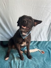 LIBI, Hund, Mischlingshund in Neustadt - Bild 3