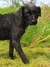LIBI, Hund, Mischlingshund in Neustadt - Bild 4