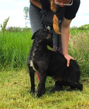 LIBI, Hund, Mischlingshund in Neustadt - Bild 5