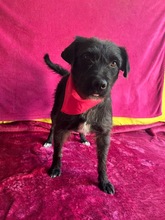 LIBI, Hund, Mischlingshund in Neustadt - Bild 6
