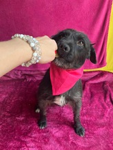 LIBI, Hund, Mischlingshund in Neustadt - Bild 8