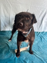 LIBI, Hund, Mischlingshund in Neustadt - Bild 9