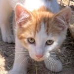 LUCA, Katze, Europäisch Kurzhaar in Italien - Bild 1
